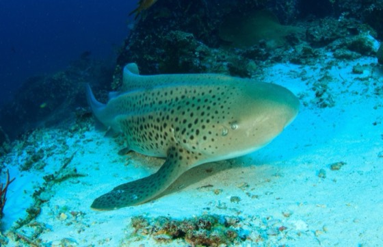 sortie plongee journee phuket requin leopard koh phi phi