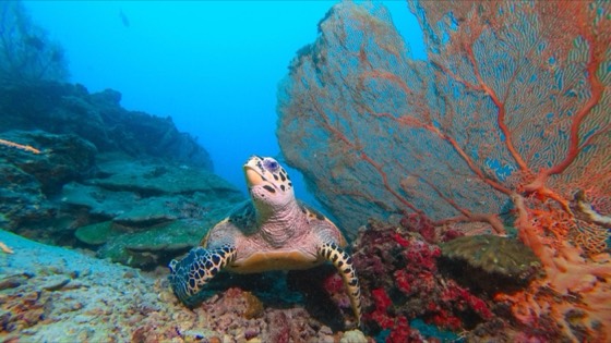 tortue mer andaman croisiere journee plongee thailande surin richelieu phi phi koh haa