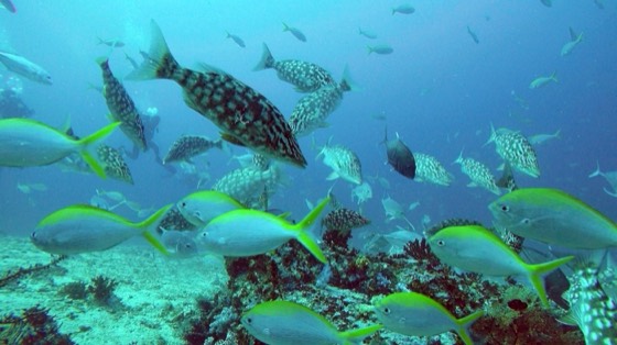 banc de poissons croisiere plongee surin similan richelieu