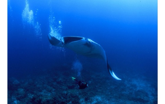raie manta croisieres plongee surin similan richelieu