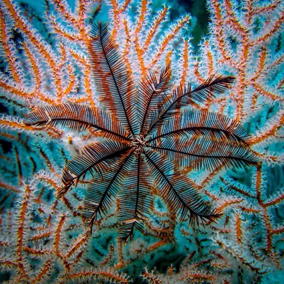 recif corail coraux mer andaman croisiere plongee thailande