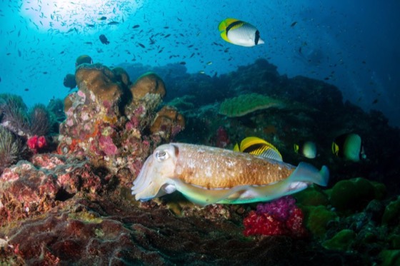 coraux seiche croisiere plongee thailande recif mer andaman iles similan surin richelieu