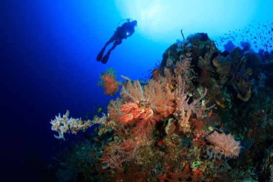 croisiere plongee hin dang hin muang koh haa