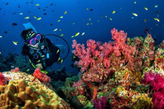 Meilleures Destinations de Plongée îles Similan en Thaïlande