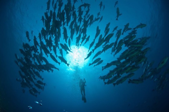 croisiere plongee banc barracudas thailande iles similan richelieu rock phuket khaolak