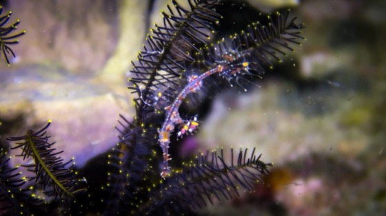 crevette croisiere plongee discover andaman circuit thailande richelieu similan iles surin hin dang koh haa