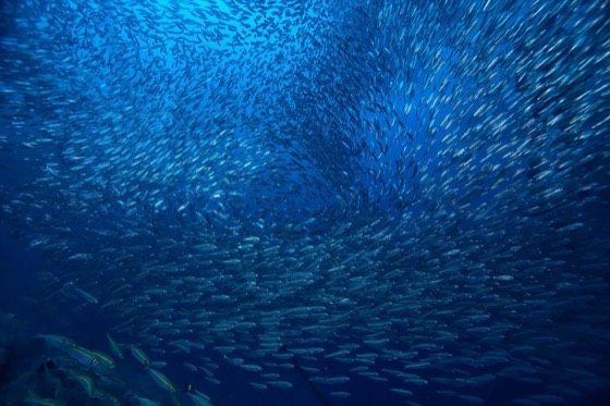 croisiere safari plongee thailande hin muang koh tachai similan richelieu rock