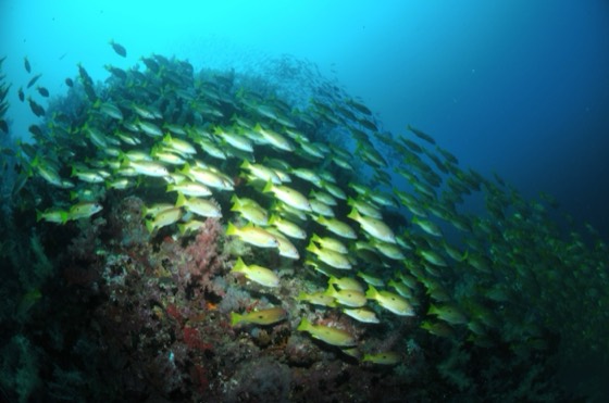 plongee journee iles similan koh bon