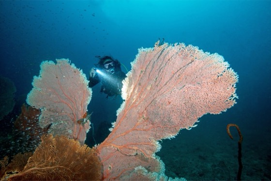 croisiere plongee discover andaman bunmee similan richelieu surin koh haa hin daeng