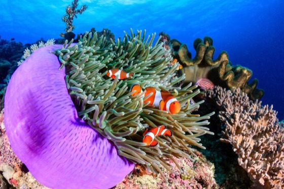 meilleurs sites plongee similan surin richelieu plongee