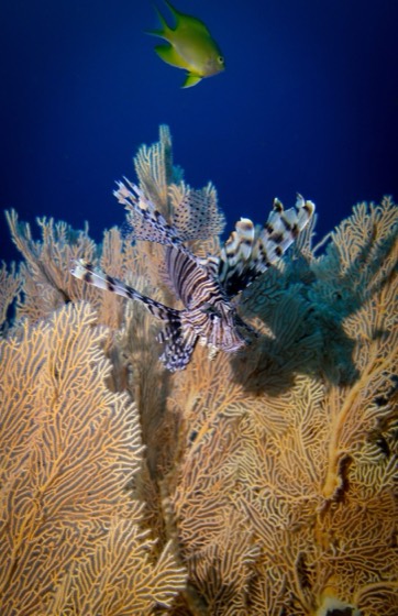 poisson lion croisiere plongee andaman safari richelieu rock surin
