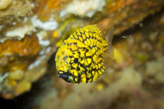 croisiere plongee richelieu rock poisson ananas