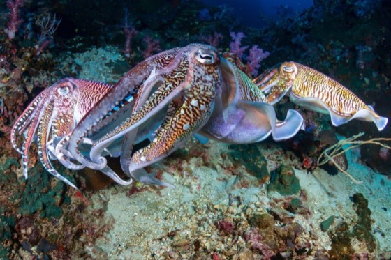 croisiere safari plongee thailande koh haa koh tachai similan richelieu rock