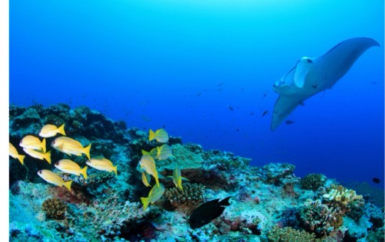 raie manta plongee croisiere thailande richelieu surin similan