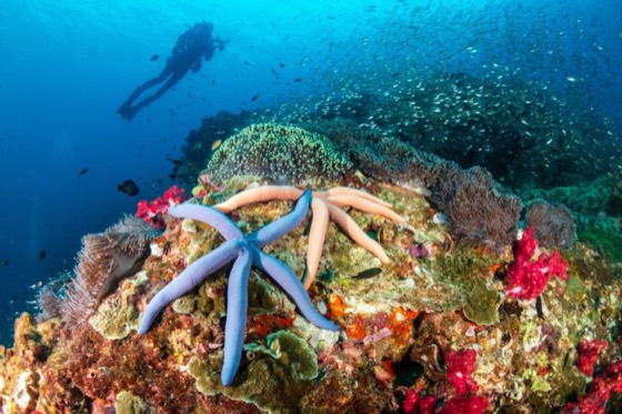 plongeur croisiere plongee thailande iles surin richelieu rock thailande similan