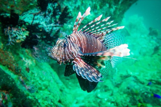 poisson lion iles sud croisiere plongee andaman mer thailande khaolak phuket