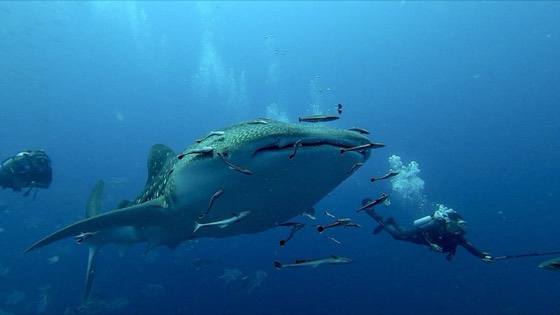 croisiere thailande safari plongee requin baleine