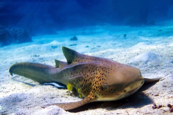 requin leopard croisiere plongee discover andaman surin richelieu rock thailande
