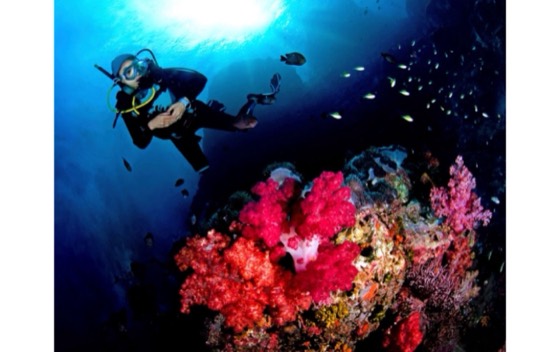 croisiere plongee iles similan surin richelieu thailande khaolak