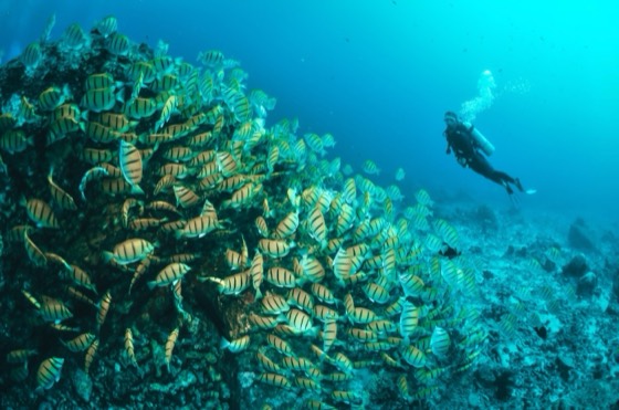 destination plongee croisiere journee similan richelieu rock surin iles