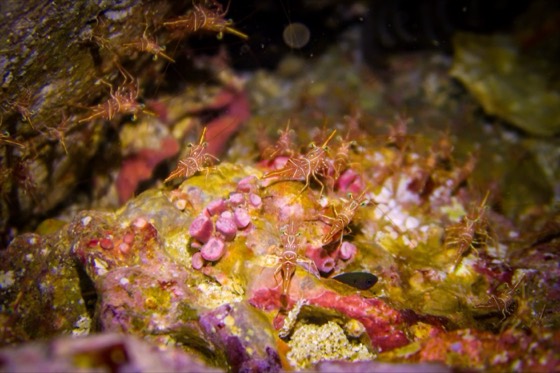 crevettes croisiere thailande iles sud andaman koh haa hin daeng hin muang plongee