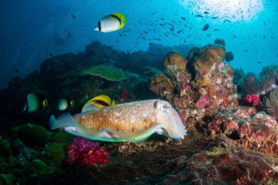 coraux seiche croisiere plongee thailande recif mer andaman iles similan surin richelieu