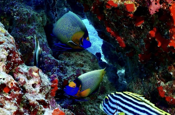 croisiere safari plongee thailande hin muang similan richelieu rock