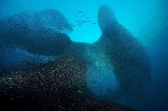 banc de poissons croisiere andaman safari similan richelieu surin meilleurs site plongee thailande