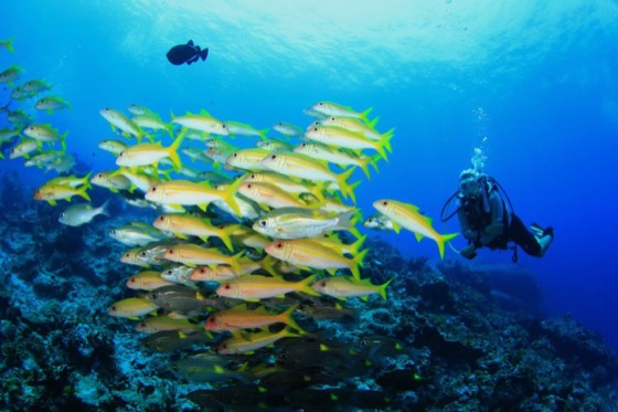 croisiere plongee recif iles similan richelieu rock iles surin