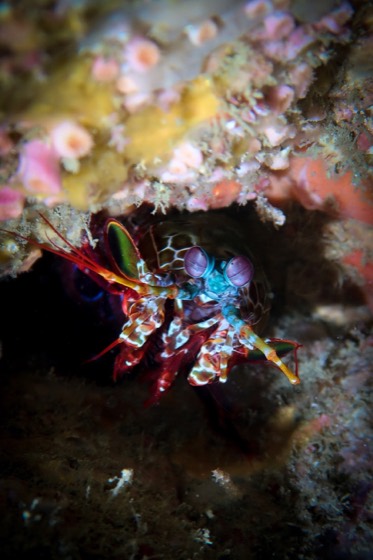 crevette arlequin croisiere plongee thailande discover andaman mer similan richelieu surin koh haa