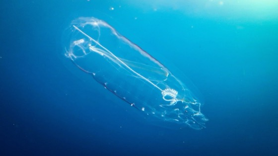 meduse croisiere plongee openwater bapteme thailande safari andaman richelieu surin koh haa