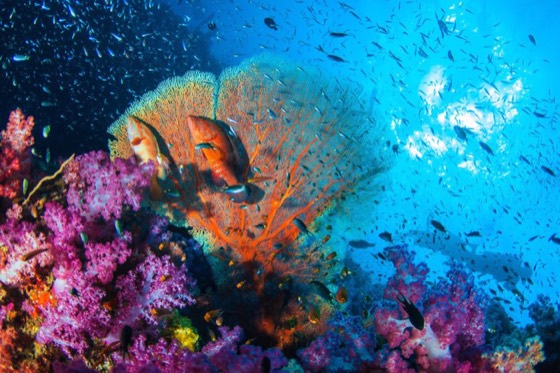 discover andaman recif coraux thailande mer andaman iles similan surin richelieu croisiere plongee