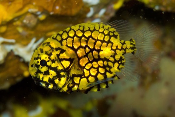 plongee richelieu rock poisson ananas