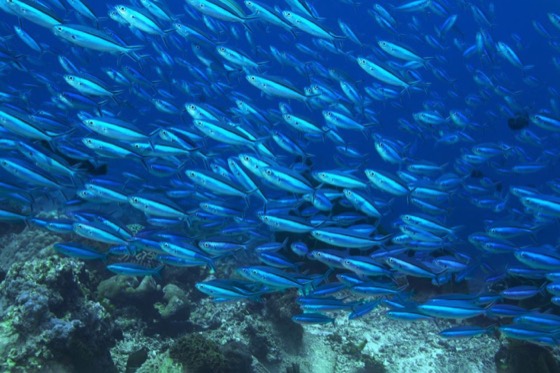 Sites de plongée îles Similan Thaïlande   Explorez les meilleures destinations