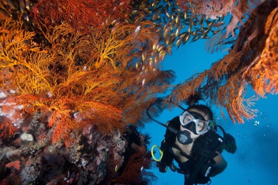 plongeuse croisiere plongee andaman safari mer similan surin richelieu