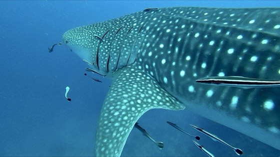 requin baleine richelieu rock croisiere plongee