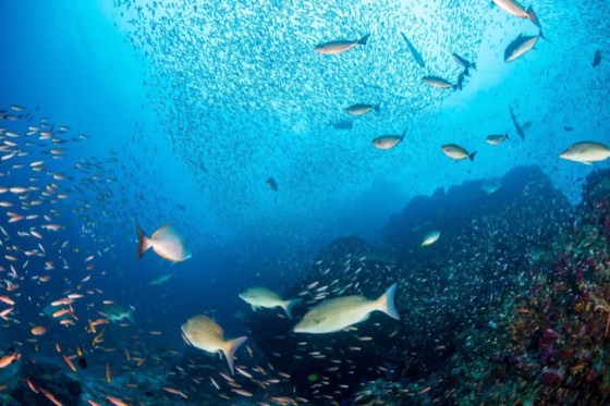 plongee croisiere poissons recif iles similan richelieu rock sites plongee thailande