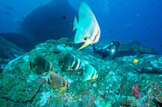 plongee croisieres journee plongee iles similan richelieu iles surin archipel