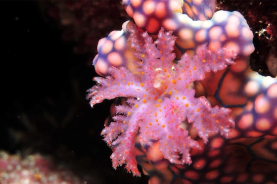 macro croisiere plongee similan iles surin richelieu rock thailande