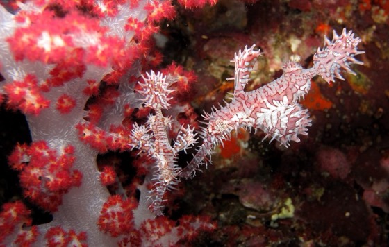 poisson phantome croisiere plongee safari andaman mer thailande meilleurs sites similan richelieu surin koh haa