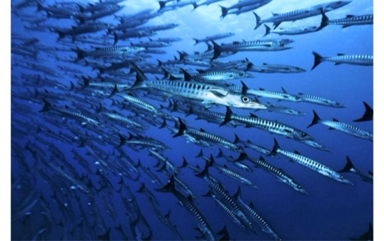 barracudas croisiere plongee similan surin richelieu