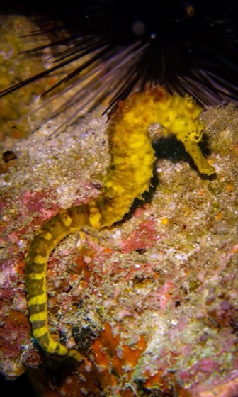 hippocampe croisiere plongee archipel mergui myanmar andaman scuba