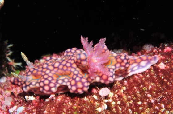 plongee thailande nudibranche mer andaman