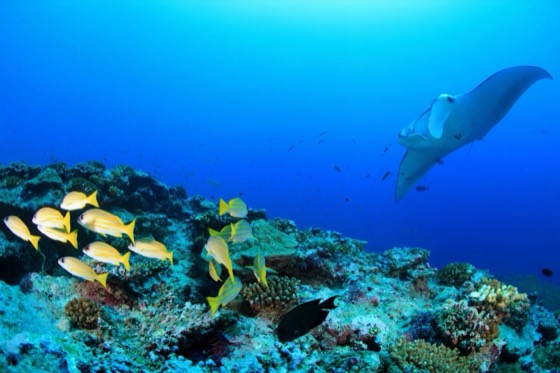 manta croisiere plongee thailande koh bon