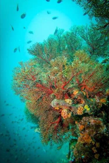 andaman safari circuit croisiere plongee iles similan surin richelieu hin daeng hin muang