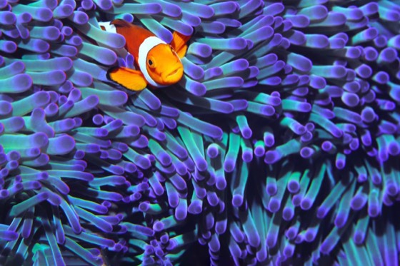 richelieudiving richelieurock richelieu rock diving coral anemone andaman sea