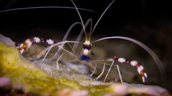 crevette macro plongee photorgaphie croisiere myanmar birmanie archipel mergui iles