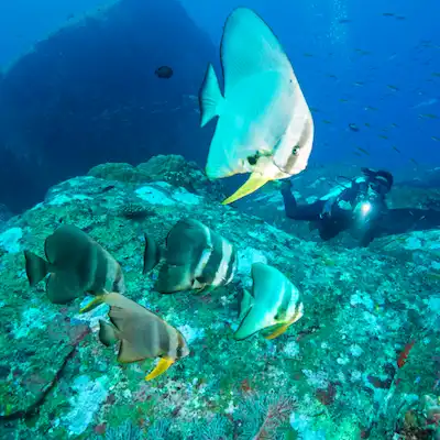 Croisière plongée Similan