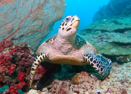Promo croisière plongée Thaïlande