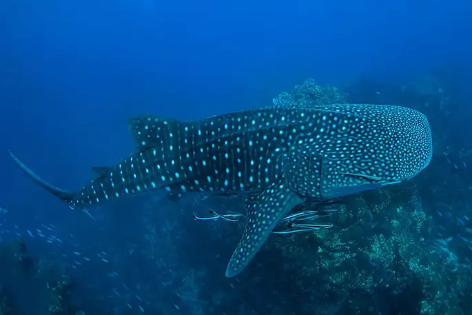 Croisière Discover Andaman, de Similan Richelieu Rock à Hin Daeng Hin Muang